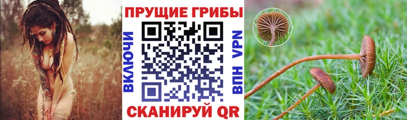 Псилоцибиновые грибы мицелий  где купить наркоту  Ладушкин 
